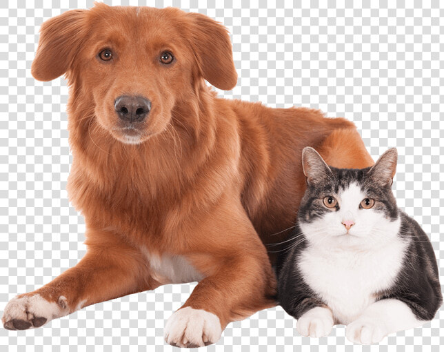 Dog And Cat   Mascota Veterinaria Png  Transparent PngTransparent PNG