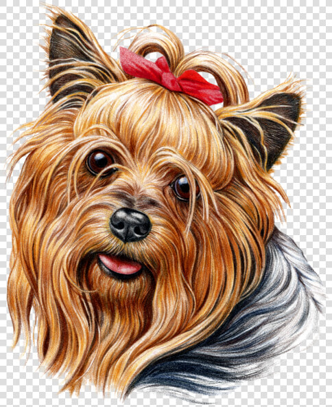 Cute Yorkie  HD Png DownloadTransparent PNG