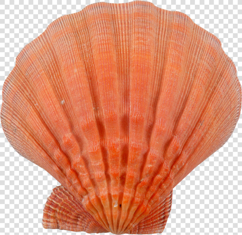 Lion S Paw orange Seashell   Orange Seashells  HD Png DownloadTransparent PNG