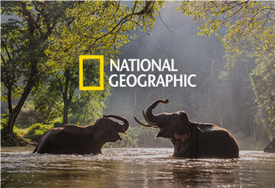 Indian Elephants In Water  HD Png DownloadTransparent PNG