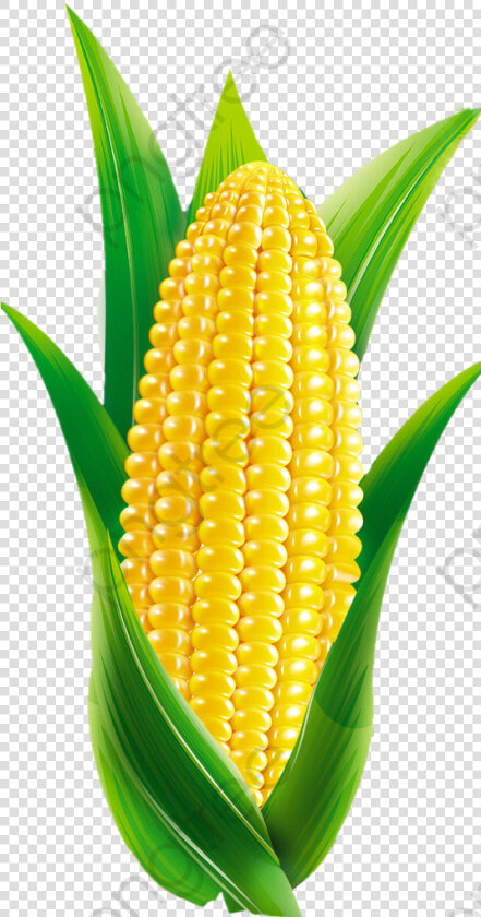 Transparent Maize Clipart   Cartoon Corn Png  Png DownloadTransparent PNG