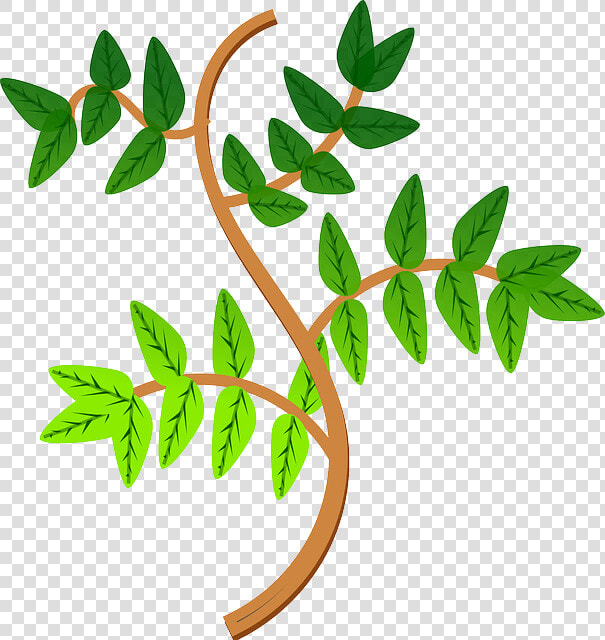 Ramas De Una Planta Clipart   Png Download   Rama De La Planta  Transparent PngTransparent PNG