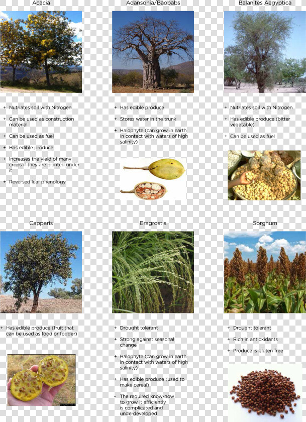 Desert Vegetation   Useful Plants For Environment  HD Png DownloadTransparent PNG