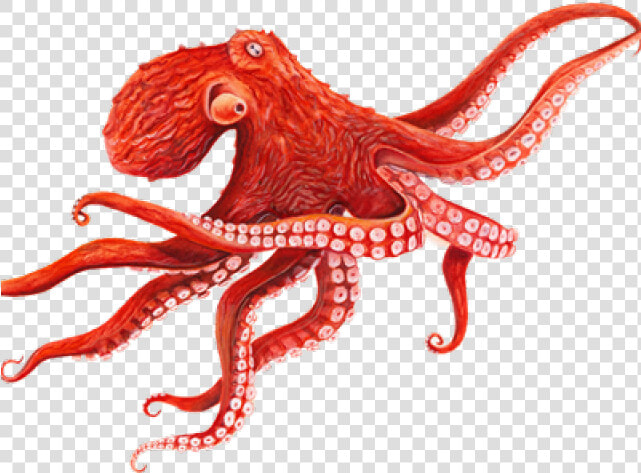 Octopus Png Transparent Images   Octopus Transparent Background  Png DownloadTransparent PNG