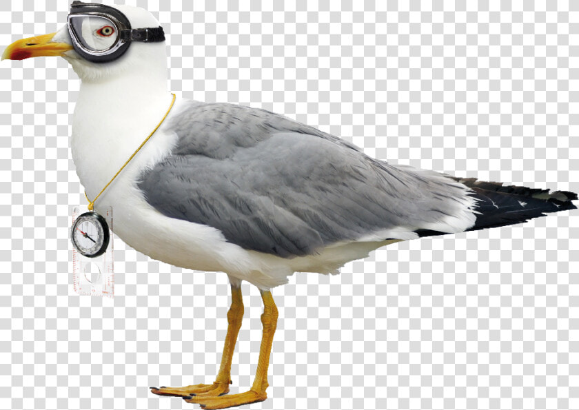 Difference Between Pigeon And Seagull  HD Png DownloadTransparent PNG