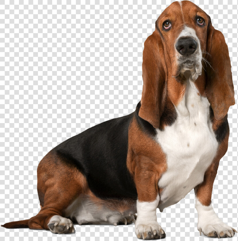 Basset Hound  HD Png DownloadTransparent PNG