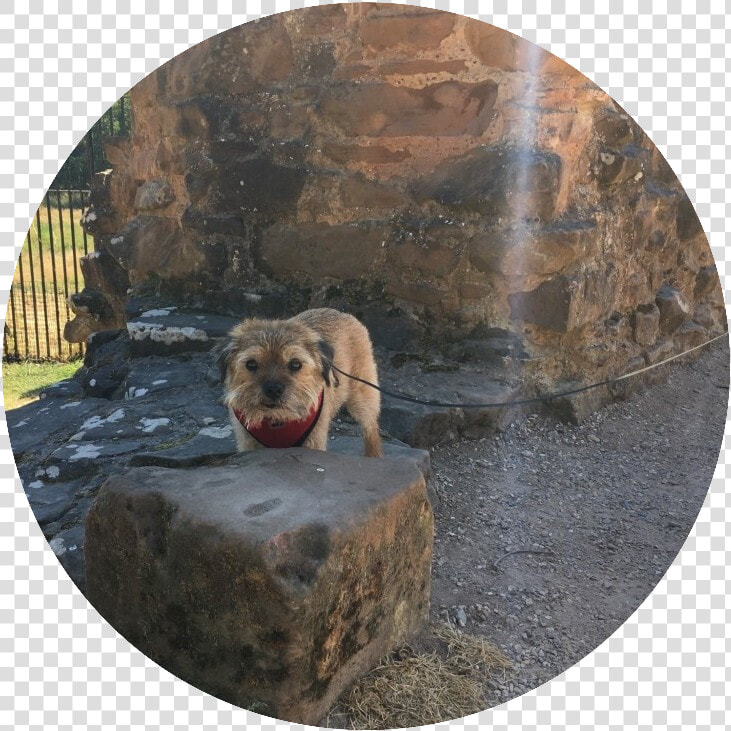 Indy Admiring The Ruins Of Kenilworth Castel In Warwickshire   Dog Catches Something  HD Png DownloadTransparent PNG