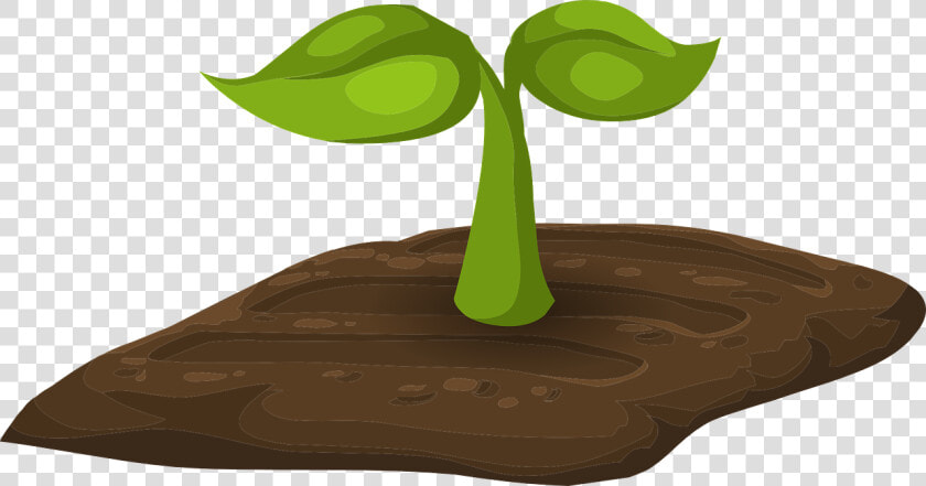 Sprouts Plants Tiny Free Picture   Soil Clipart Transparent  HD Png DownloadTransparent PNG