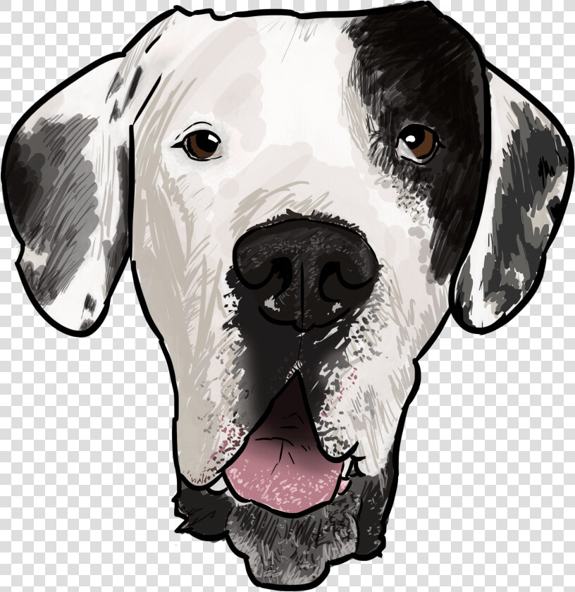 Dog Great Dane Drawings Looking At You  HD Png DownloadTransparent PNG