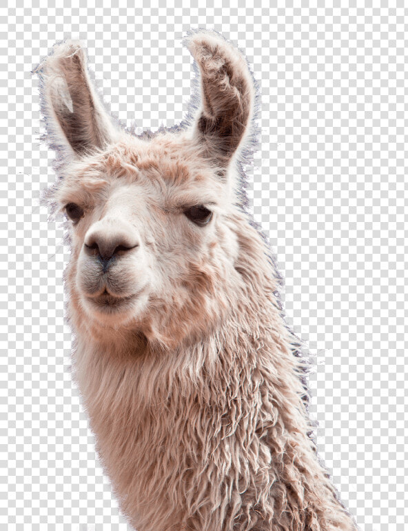 Studio For Web Development And Internet Marketing   Transparent Llama Png  Png DownloadTransparent PNG