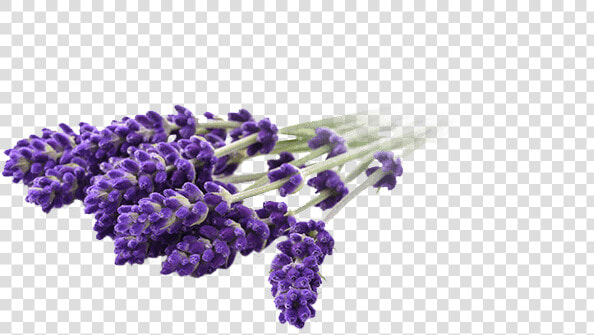 Lavandin   Social Cbd Lavender Vape  HD Png DownloadTransparent PNG