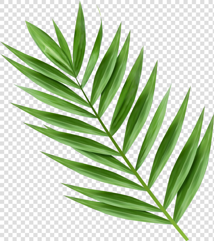 5357 X 6000 14   Png Palm Tree Leaves  Transparent PngTransparent PNG