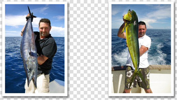 Mahi Mahi Png  Transparent PngTransparent PNG