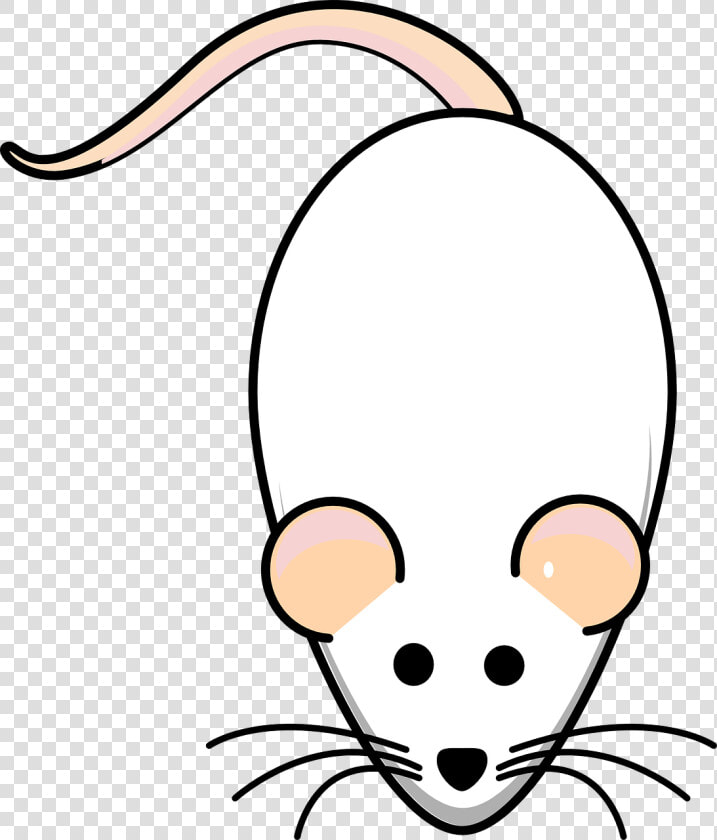 Animasi Tikus Putih  HD Png DownloadTransparent PNG