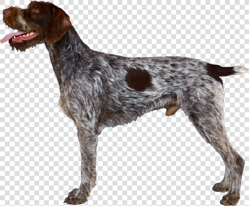 Background Dogs Dog Transparent   German Wirehaired Pointer Profile  HD Png DownloadTransparent PNG