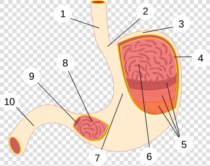 File   Estómago   Svg   Estomago Partes Sin Nombre  HD Png DownloadTransparent PNG