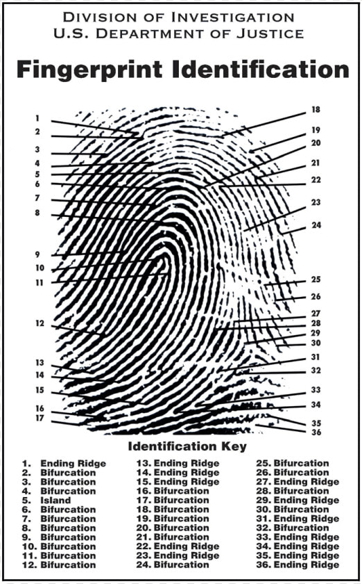 12 Characteristics Of A Fingerprint  HD Png DownloadTransparent PNG