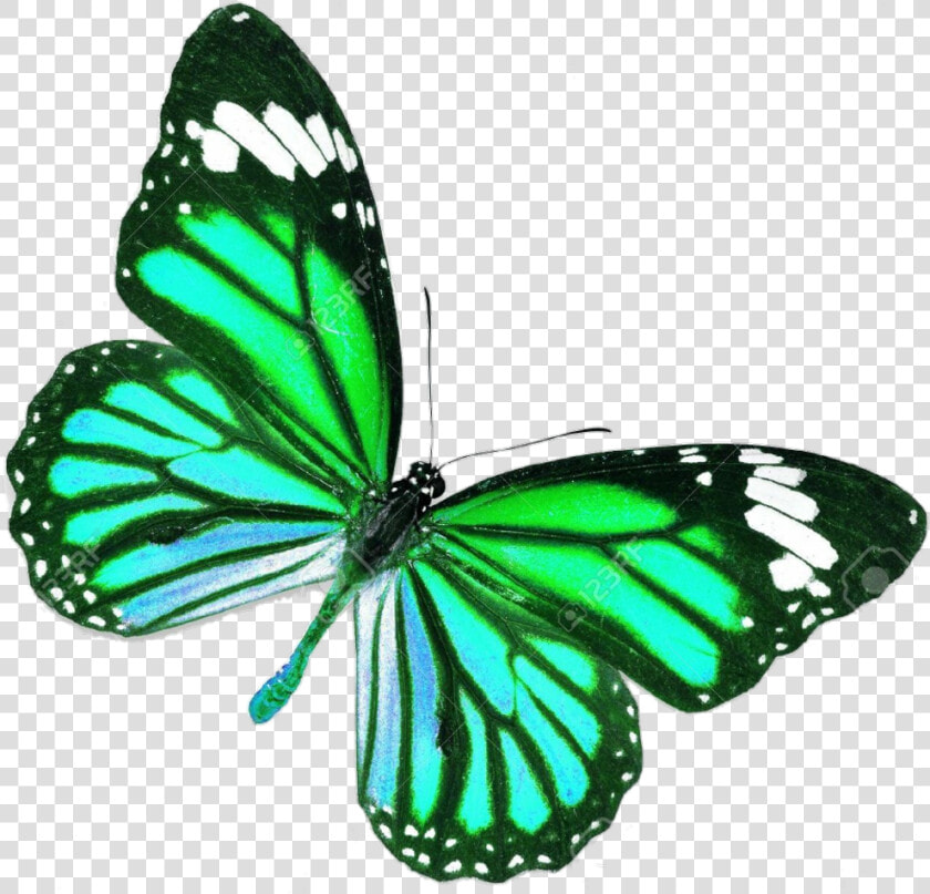 Blue Real Life Butterfly   Png Download   Pink And Red Butterfly  Transparent PngTransparent PNG