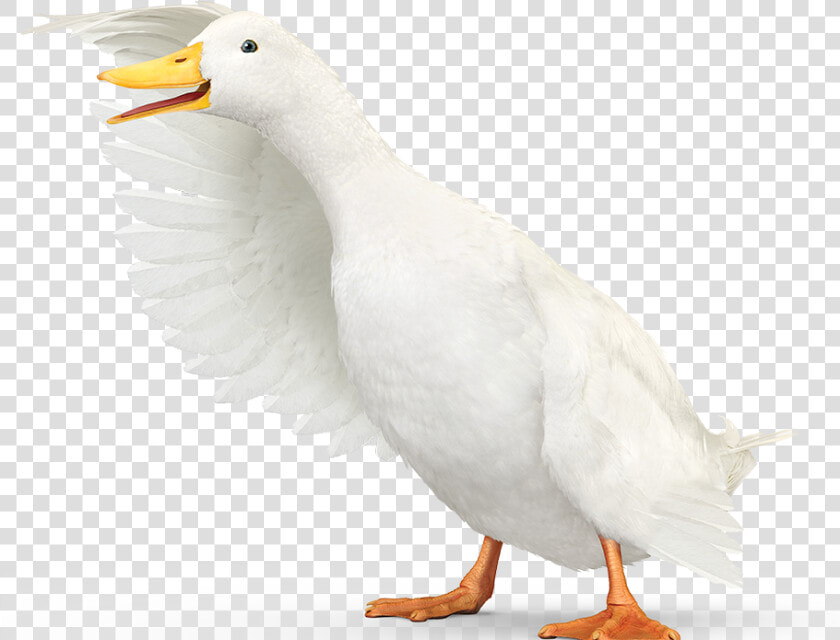 Aflac Duck Png  Transparent PngTransparent PNG