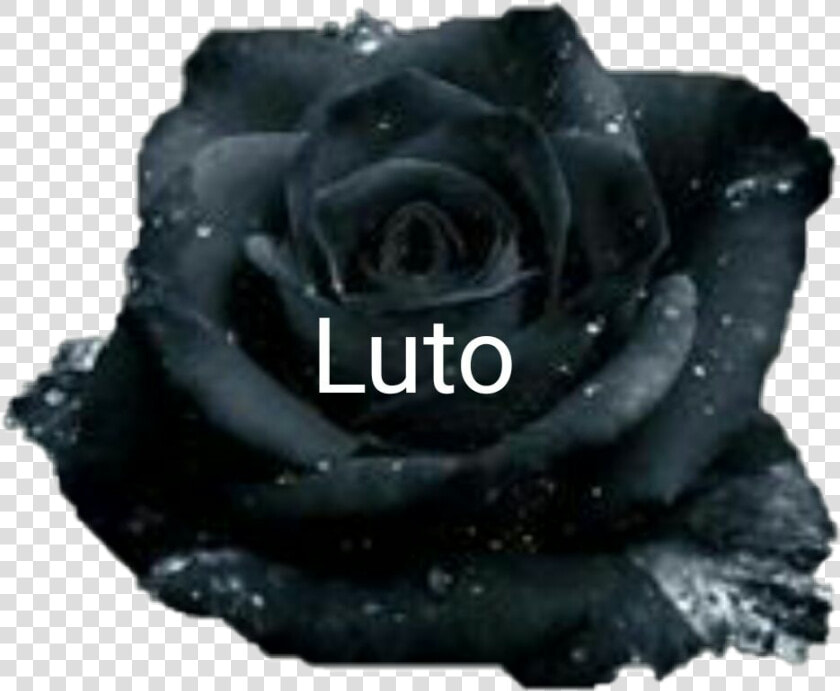   Luto Eterno  lessa   Black And White Rose Quotes  HD Png DownloadTransparent PNG