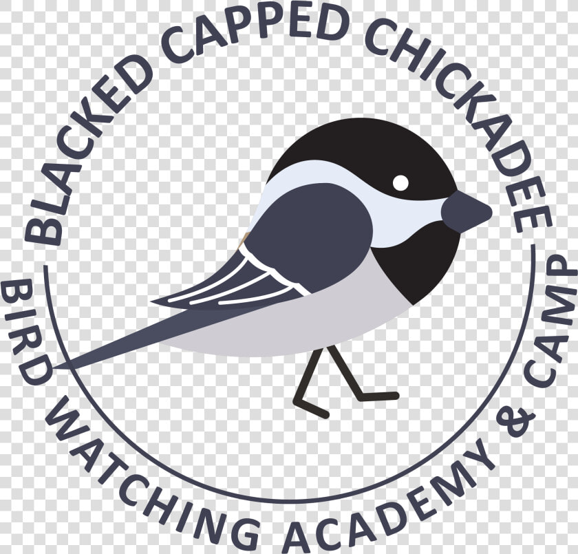 Black Capped Chickadee Picture   Old World Flycatcher  HD Png DownloadTransparent PNG