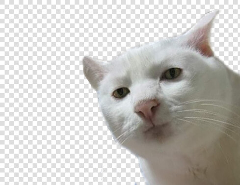 Serious   Serious Cat  HD Png DownloadTransparent PNG