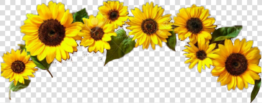  girasol   Stickers De Girasol Picsart  HD Png DownloadTransparent PNG