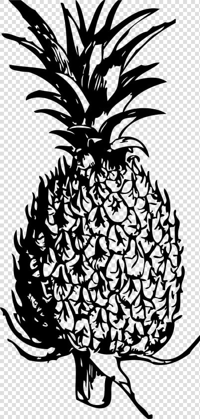 Drawing Pineapple Pine Apple Free Pineapple Clipart   Free Pineapple Clipart Black And White  HD Png DownloadTransparent PNG