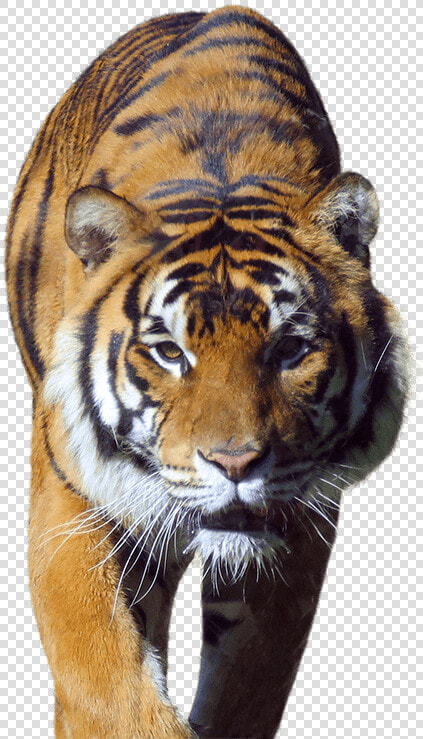 Siberian Tiger  Hd Png Download   Png Download   Tiger In Walk Png  Transparent PngTransparent PNG