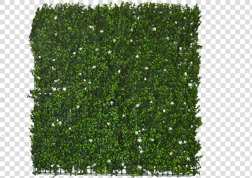 Transparent Green Wall Texture Png   Mos Plant Png  Png DownloadTransparent PNG