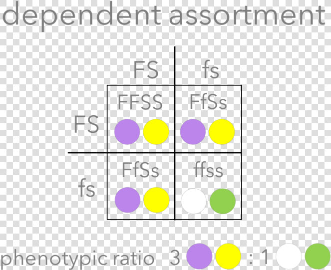 Picture1   Dependent Assortment Vs Independent Assortment  HD Png DownloadTransparent PNG