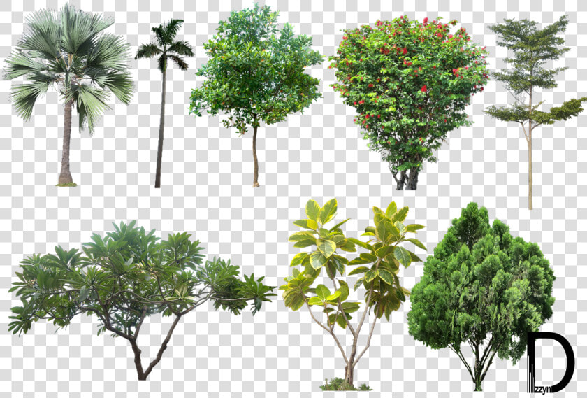 Photoshop Transparent Trees   High Resolution Tree Png  Png DownloadTransparent PNG