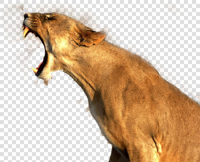 Transparent Lion Png   Roaring Lion Transparent  Png DownloadTransparent PNG