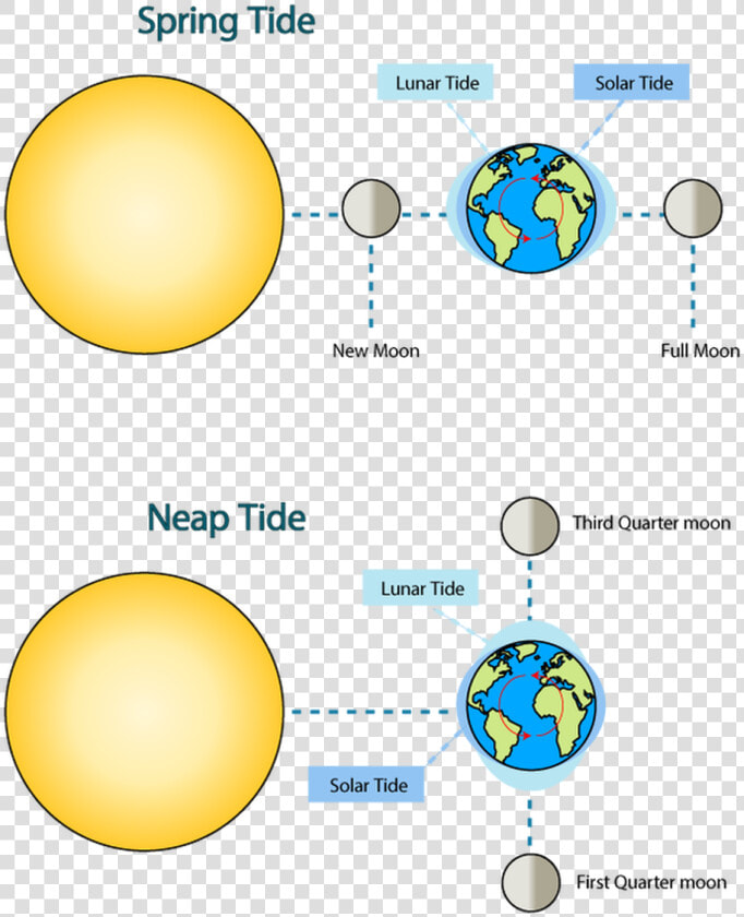 Earth Moving Around Sun Free Stock   Neap Tide Moon Position  HD Png DownloadTransparent PNG