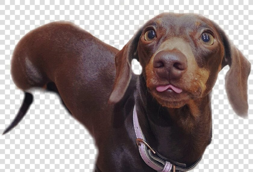   dachshund  blep  dog  dogsofpicsart  sausage  sausagedog   Companion Dog  HD Png DownloadTransparent PNG