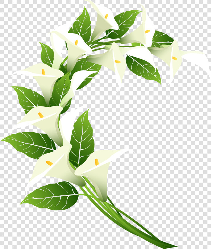 Calla Lily Decoration Png Clip Art Image​  Transparent PngTransparent PNG