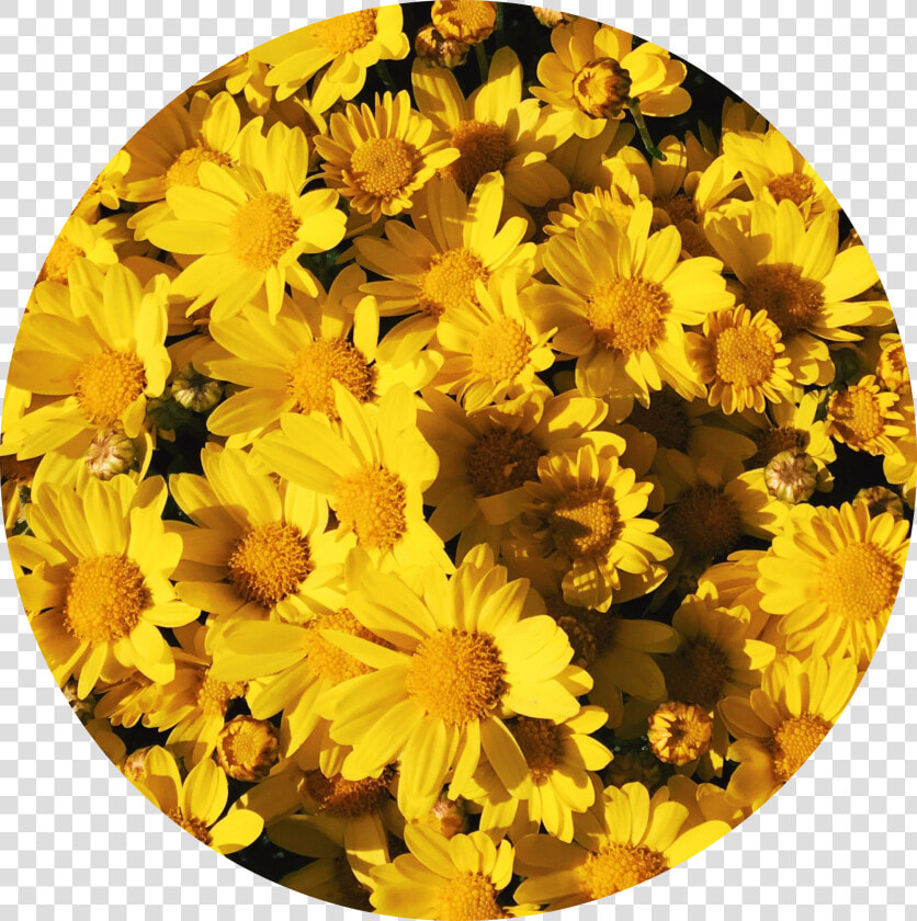 Transparent Flowers Png Tumblr   Aesthetic Yellow Tumblr Profile  Png DownloadTransparent PNG