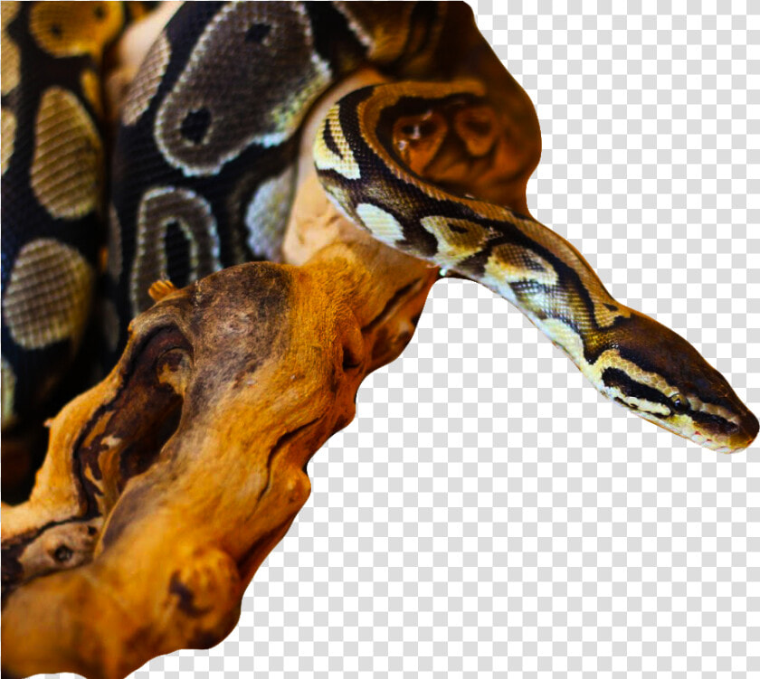 Burmese Python  HD Png DownloadTransparent PNG