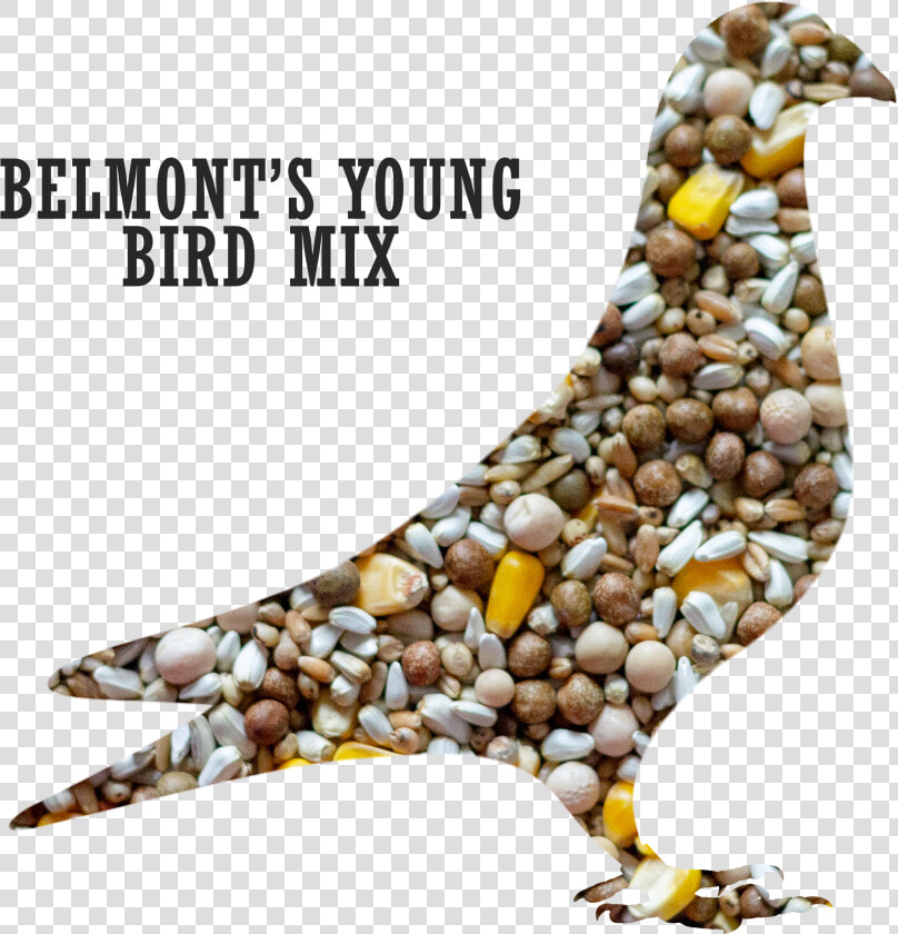 Belmont S Young Bird Pigeon Mix Title Belmont S Young   Pigeons And Doves  HD Png DownloadTransparent PNG