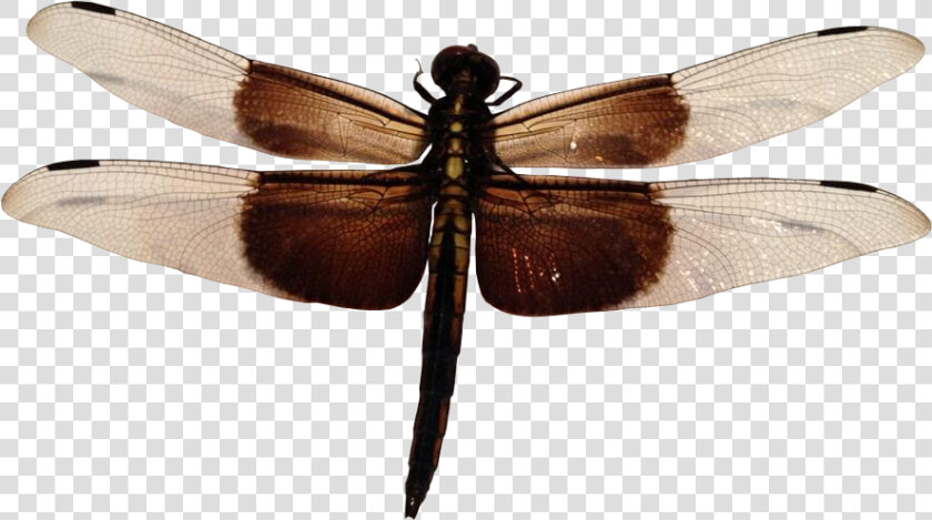 Dragonfly Transparent Insect   Dragonfly Insect Png  Png DownloadTransparent PNG