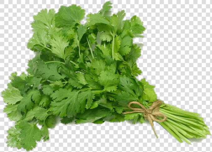 Coriander   Cilantro Png  Transparent PngTransparent PNG