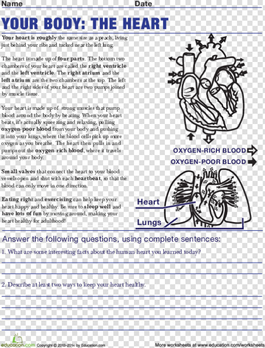 Life Science Worksheets High School  HD Png DownloadTransparent PNG