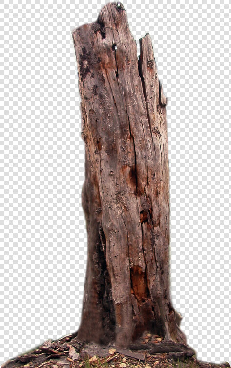 Transparent Tree Hd Png   Dead Tree Trunk Png  Png DownloadTransparent PNG