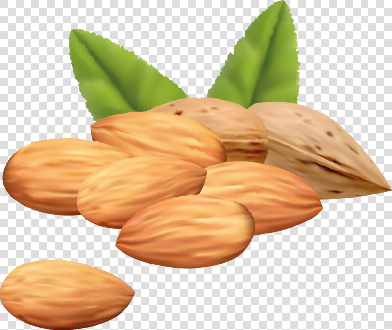 Almond Background Transparent   Almond Clipart  HD Png DownloadTransparent PNG