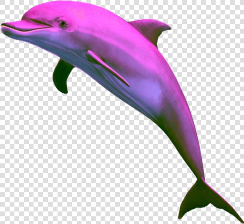 Aesthetic Dolphin Png Clipart   Png Download   Aesthetic Dolphin Png  Transparent PngTransparent PNG