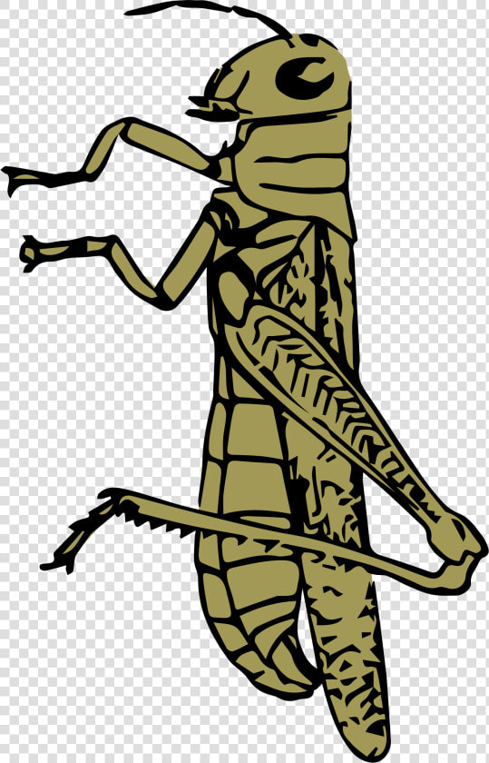 Grasshopper Color Clip Arts   Caelifera Drawing  HD Png DownloadTransparent PNG