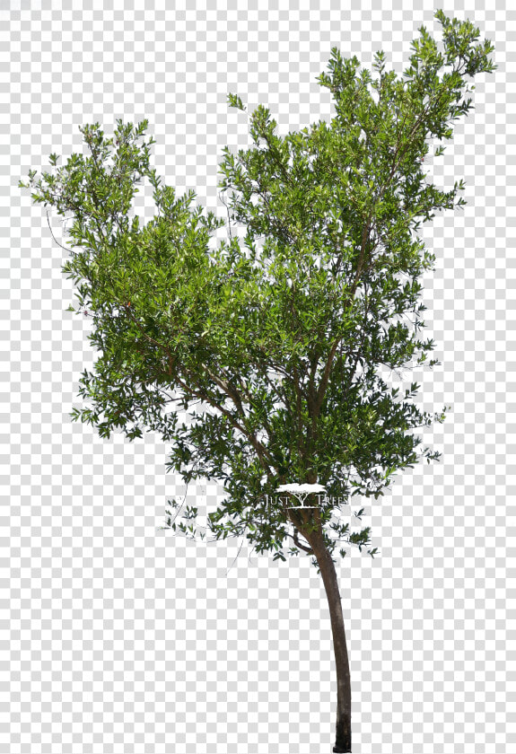 Transparent Bushes Png   River Bush Willow Tree Drawing  Png DownloadTransparent PNG