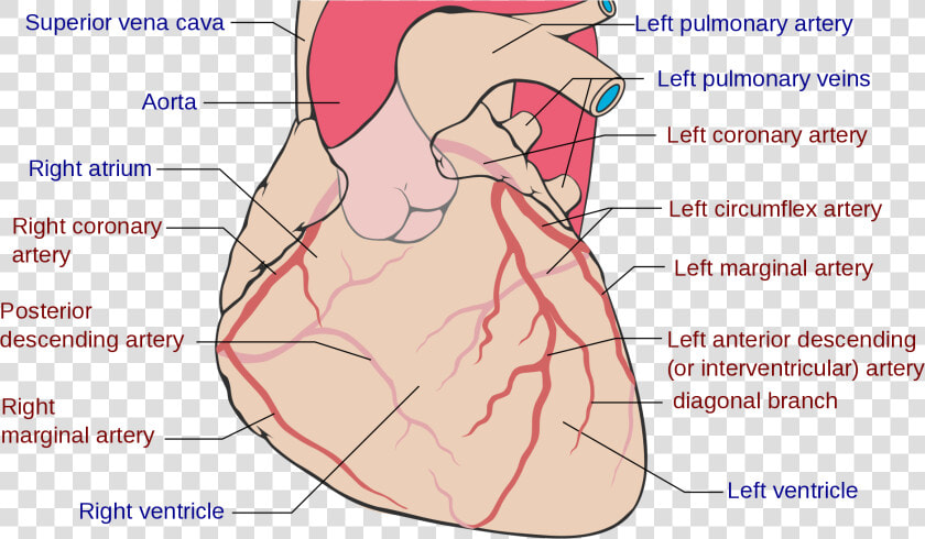 Freelance Wellness  Heart Health   Coronary Arteries  HD Png DownloadTransparent PNG