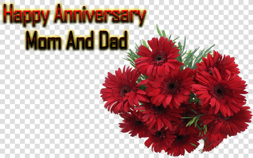 Happy Anniversary Mom And Dad Png Free Background   Free Happy Anniversary Mom And Dad  Transparent PngTransparent PNG