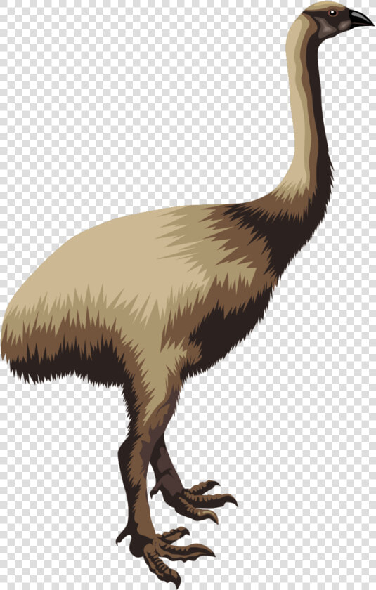 Transparent Emu Clipart   Moa Clipart  HD Png DownloadTransparent PNG